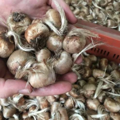 Crocus Sativus -UK Garden Plants Shop 20257950 1228460450615531 2664971298086954114 n