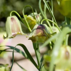 Fritillaria Acmopetala -UK Garden Plants Shop 41227 1c33e