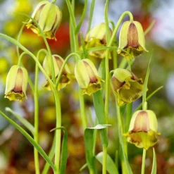 Fritillaria Acmopetala -UK Garden Plants Shop 44893 ba67a