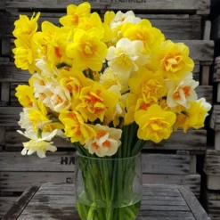 Narcissus 'Double Mixed' -UK Garden Plants Shop 63d1e5cd f939 4080 a965 61e2e243839c
