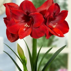 Amaryllis 'Carmen' 11 Amaryllis 'Carmen' -UK Garden Plants Shop FA 11 0882 Hippeastrum Carmen