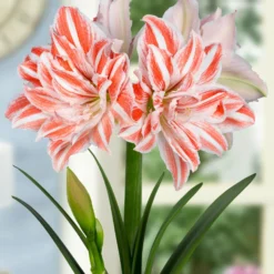 Amaryllis 'Dancing Queen' -UK Garden Plants Shop FA 11 0889 Hippeastrum Dancing Queen