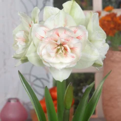 Amaryllis 'Nymph' -UK Garden Plants Shop FA 13 0058 Hippeastrum Nymph