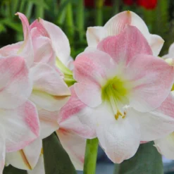 UK Garden Plants Shop -UK Garden Plants Shop amaryllis apple blossom 2