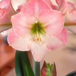 Amaryllis 'Apple Blossom' -UK Garden Plants Shop amaryllis apple blossom scaled