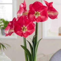 UK Garden Plants Shop 33 Amaryllis 'Candy Cream'