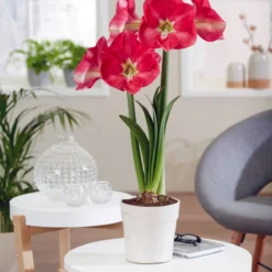 Amaryllis 'Candy Cream' 7 Amaryllis 'Candy Cream' -UK Garden Plants Shop amaryllis candy cream 2 1