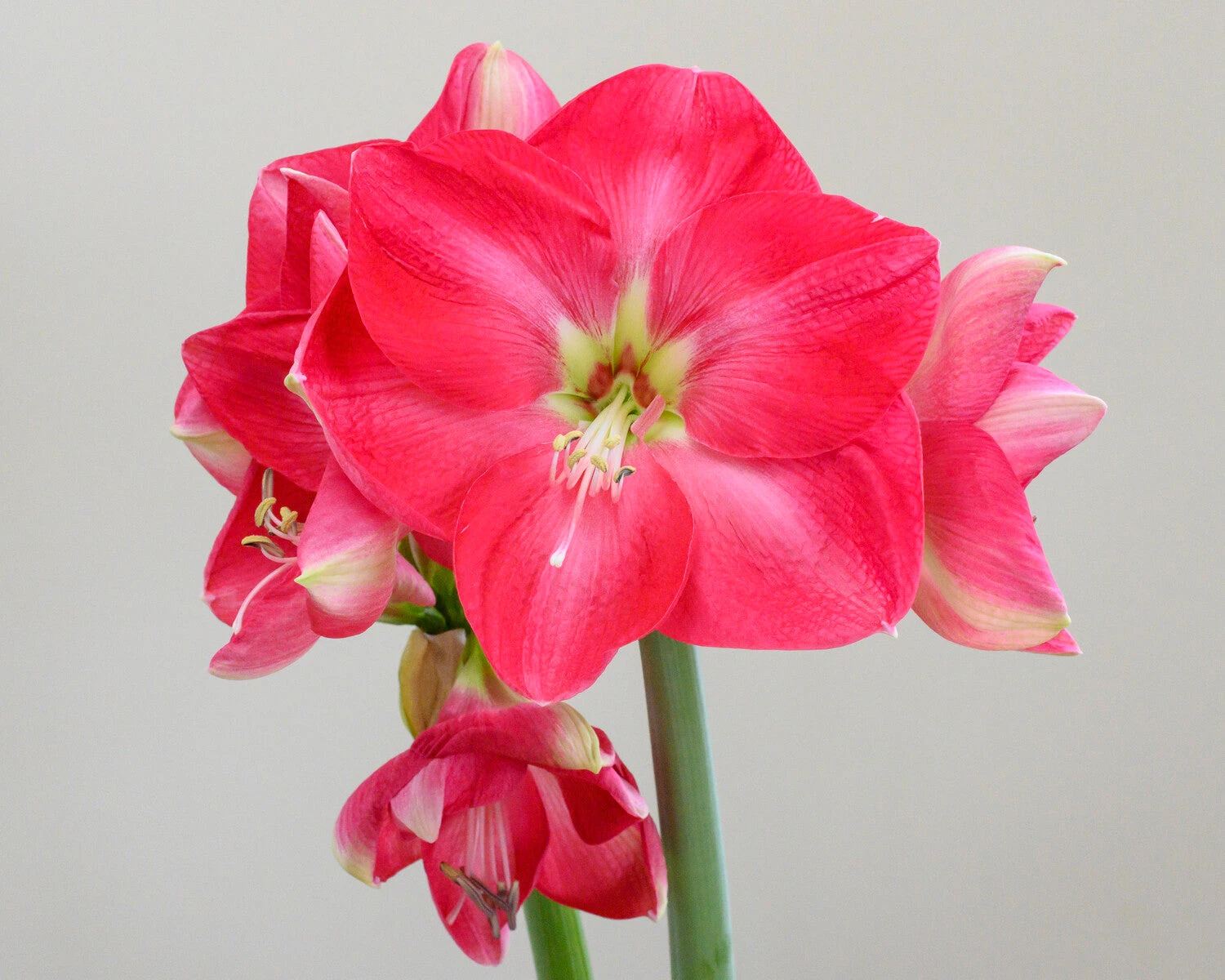 Amaryllis 'Candy Cream' 4 Amaryllis 'Candy Cream' - Image 2
