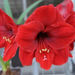 Amaryllis 'Carmen' 10 Amaryllis 'Carmen' -UK Garden Plants Shop amaryllis carmen 0 scaled