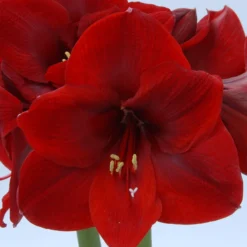 Amaryllis 'Carmen' 13 Amaryllis 'Carmen' -UK Garden Plants Shop amaryllis carmen 1
