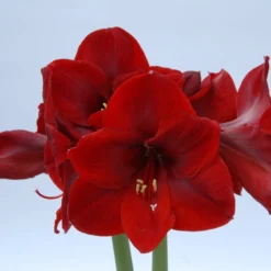 UK Garden Plants Shop -UK Garden Plants Shop amaryllis carmen 2