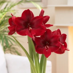 Amaryllis 'Carmen' 12 Amaryllis 'Carmen' -UK Garden Plants Shop amaryllis carmen 5 scaled