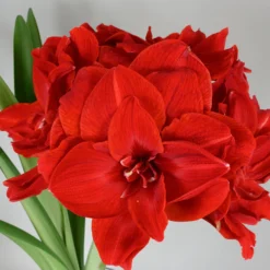 Amaryllis 'Cherry Nymph' 18 Amaryllis 'Cherry Nymph' -UK Garden Plants Shop amaryllis cherry nymph 2 scaled