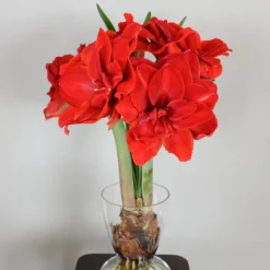 Amaryllis 'Cherry Nymph' 17 Amaryllis 'Cherry Nymph' -UK Garden Plants Shop amaryllis cherry nymph 3 scaled