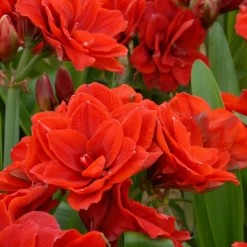 Amaryllis 'Cherry Nymph' 19 Amaryllis 'Cherry Nymph' -UK Garden Plants Shop amaryllis cherry nymph 4 scaled