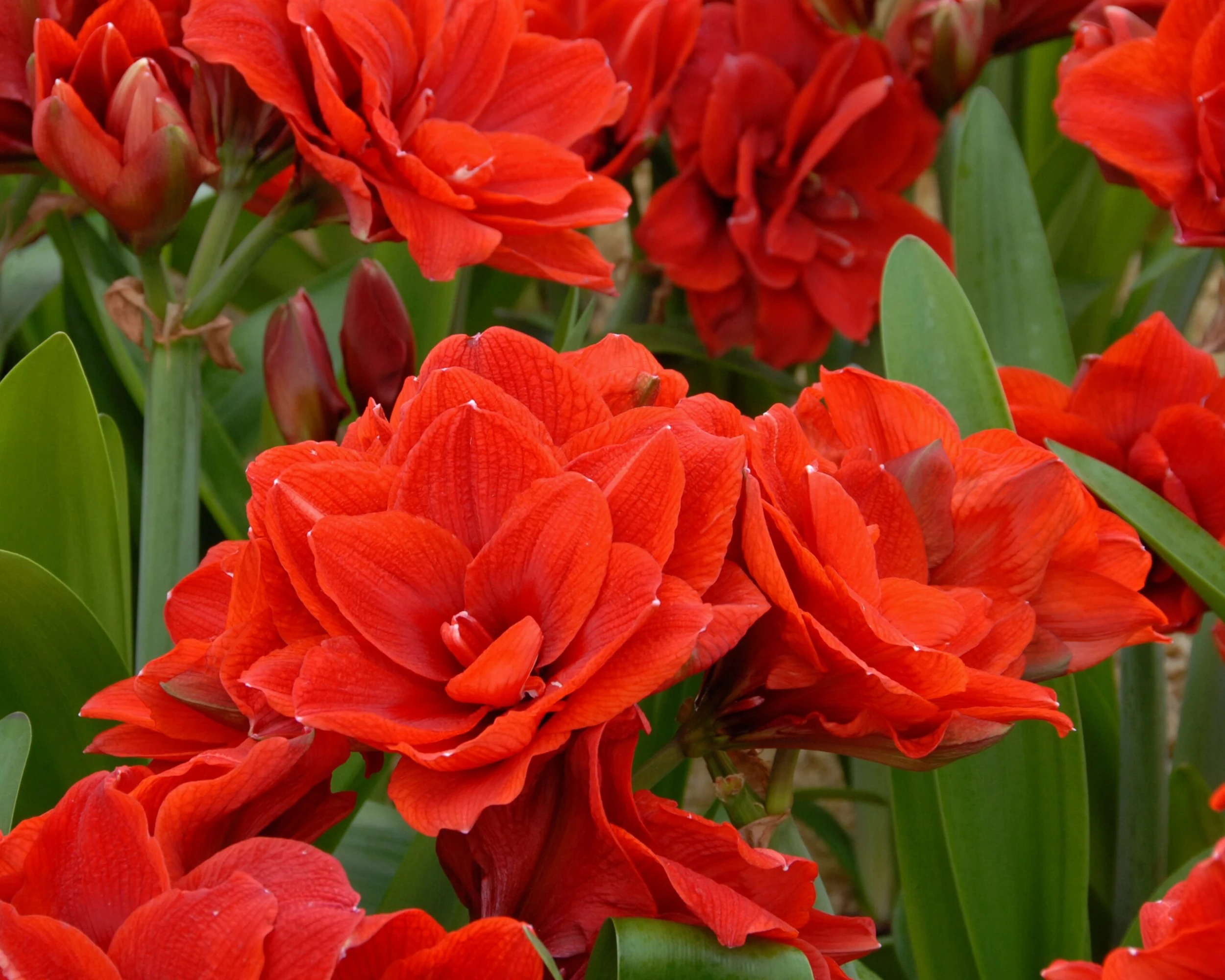Amaryllis 'Cherry Nymph' 11 Amaryllis 'Cherry Nymph' - Image 9