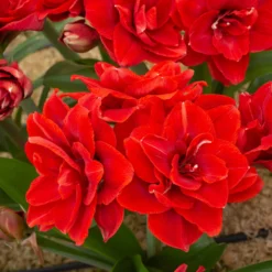 Amaryllis 'Cherry Nymph' 14 Amaryllis 'Cherry Nymph' -UK Garden Plants Shop amaryllis cherry nymph 5 scaled