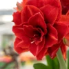 Amaryllis 'Cherry Nymph' -UK Garden Plants Shop amaryllis cherry nymph 6
