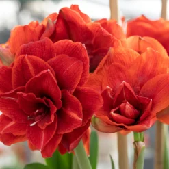 Amaryllis 'Cherry Nymph' 13 Amaryllis 'Cherry Nymph' -UK Garden Plants Shop amaryllis cherry nymph 7