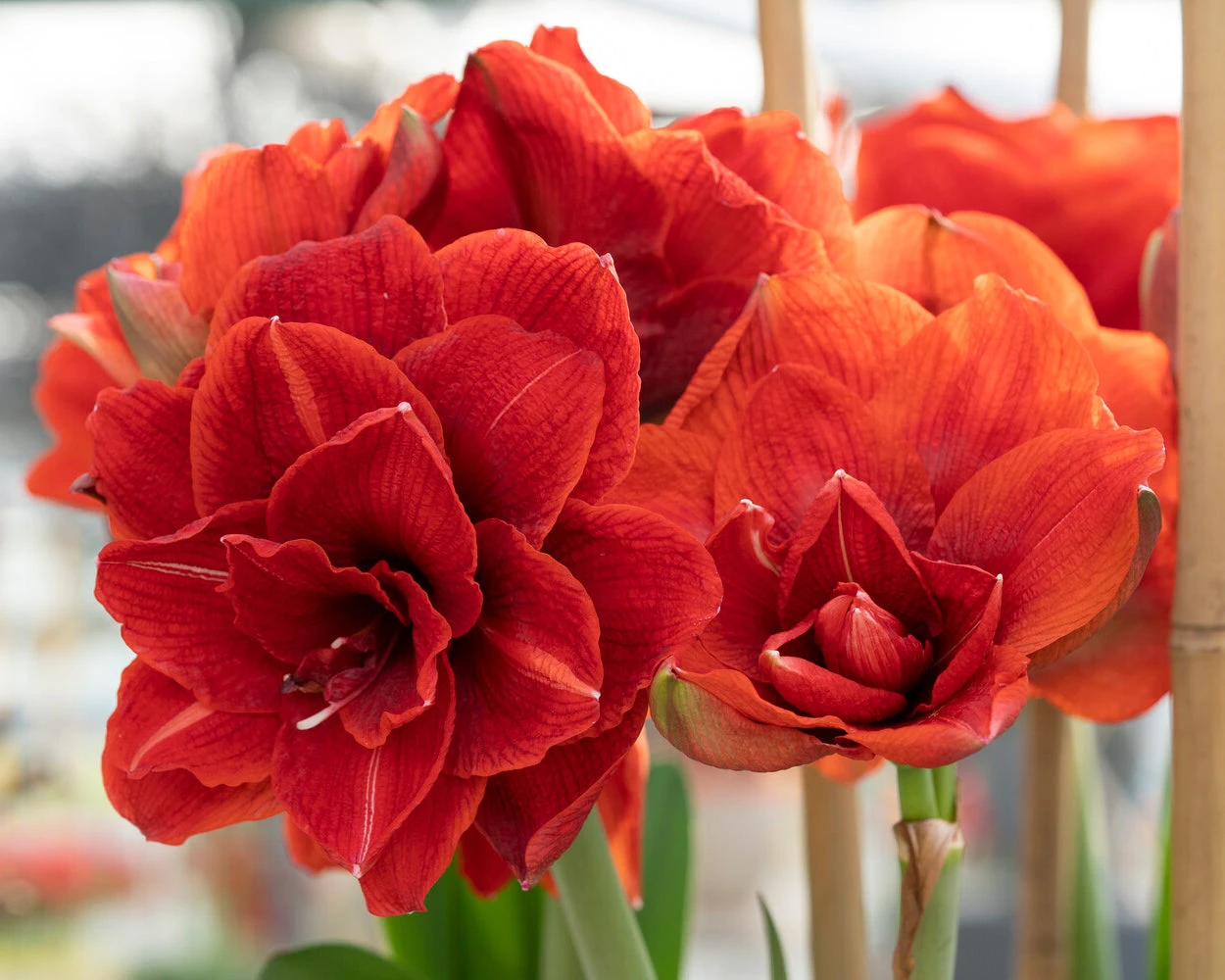Amaryllis 'Cherry Nymph' 5 Amaryllis 'Cherry Nymph' - Image 3
