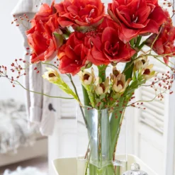 Amaryllis 'Cherry Nymph' 16 Amaryllis 'Cherry Nymph' -UK Garden Plants Shop amaryllis cherry nymph 9