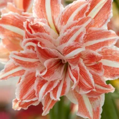 Amaryllis 'Dancing Queen' -UK Garden Plants Shop amaryllis dancing queen 0 scaled