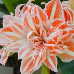 UK Garden Plants Shop -UK Garden Plants Shop amaryllis dancing queen 1