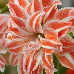 Amaryllis 'Dancing Queen' -UK Garden Plants Shop amaryllis dancing queen 1 4fb950d3 1c23 4a96 a040 933a7c900567 scaled