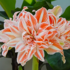 Amaryllis 'Dancing Queen' -UK Garden Plants Shop amaryllis dancing queen 2