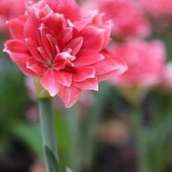 UK Garden Plants Shop -UK Garden Plants Shop amaryllis double dream 3 scaled