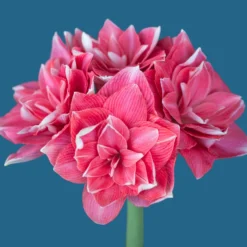 Amaryllis 'Double Dream' -UK Garden Plants Shop amaryllis double dream 4 scaled