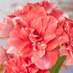 UK Garden Plants Shop 41 Amaryllis 'Double Dream'