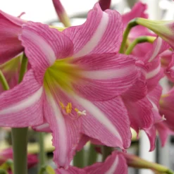 Amaryllis 'Estella' -UK Garden Plants Shop amaryllis estella 10