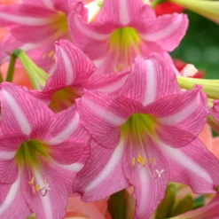 Amaryllis 'Estella' -UK Garden Plants Shop amaryllis estella 11