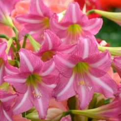 Amaryllis 'Estella' -UK Garden Plants Shop amaryllis estella 5 scaled