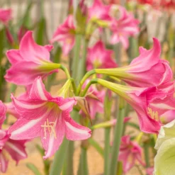 Amaryllis 'Estella' -UK Garden Plants Shop amaryllis estella 7 scaled