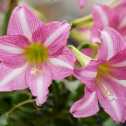 Amaryllis 'Estella' -UK Garden Plants Shop amaryllis estella 8
