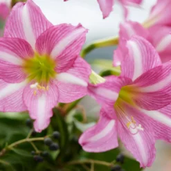 Amaryllis 'Estella' -UK Garden Plants Shop amaryllis estella 9