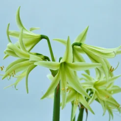 Amaryllis 'Evergreen' -UK Garden Plants Shop amaryllis evergreen 1 scaled