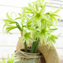 UK Garden Plants Shop 45 Amaryllis 'Evergreen'