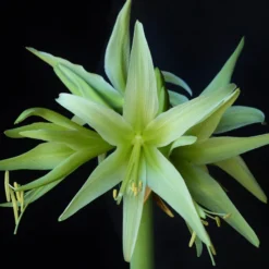 Amaryllis 'Evergreen' -UK Garden Plants Shop amaryllis evergreen 3 scaled