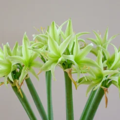 Amaryllis 'Evergreen' -UK Garden Plants Shop amaryllis evergreen 4 scaled