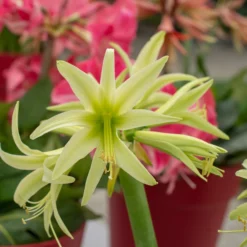 UK Garden Plants Shop -UK Garden Plants Shop amaryllis evergreen 5 scaled