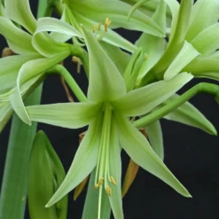 Amaryllis 'Evergreen' -UK Garden Plants Shop amaryllis evergreen 6