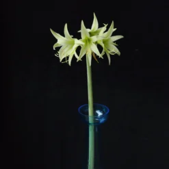 Amaryllis 'Evergreen' -UK Garden Plants Shop amaryllis evergreen 7 scaled