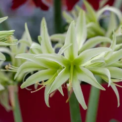 Amaryllis 'Evergreen' -UK Garden Plants Shop amaryllis evergreen 8