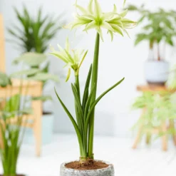 Amaryllis 'Evergreen' -UK Garden Plants Shop amaryllis evergreen 9