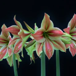Amaryllis 'Exotic Star' -UK Garden Plants Shop amaryllis exotic star 2 scaled