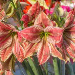 Amaryllis 'Exotic Star' -UK Garden Plants Shop amaryllis exotic star 3 scaled