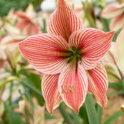UK Garden Plants Shop -UK Garden Plants Shop amaryllis exotic star 5 scaled